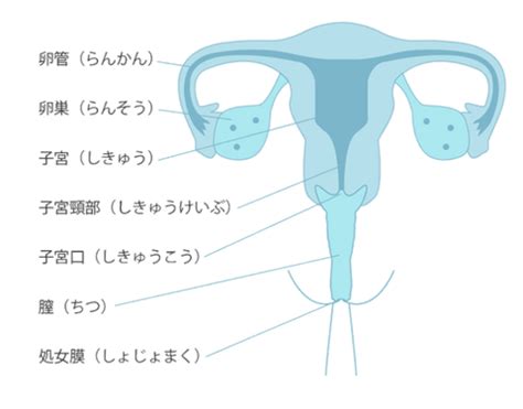 筋肉 無 修正|女性生殖器の構造 .